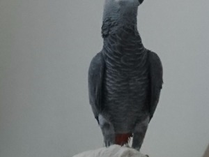  Sahibinden Afrika gri papağanı / jako papağanı Papağan fiyatları