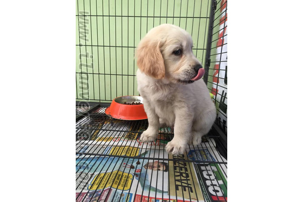 Gürpınar Mah. köpek fiyatları