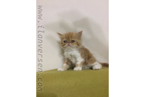 İran Dişi ve Erkek kedi