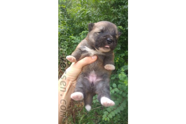 Akıncılar Mah. Akita inu ilanları