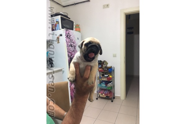 Dişi ve Erkek köpek İlkyerleşim Mah.