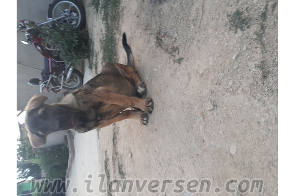 Kangal Sahibinden 2000 TL
