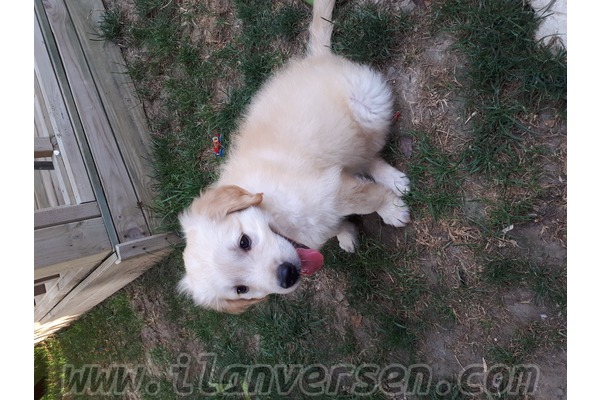 Golden retriever Aileye uygun