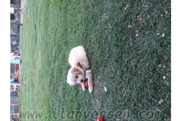 yaş 0-3 Aylık köpek Güzelce Mah.