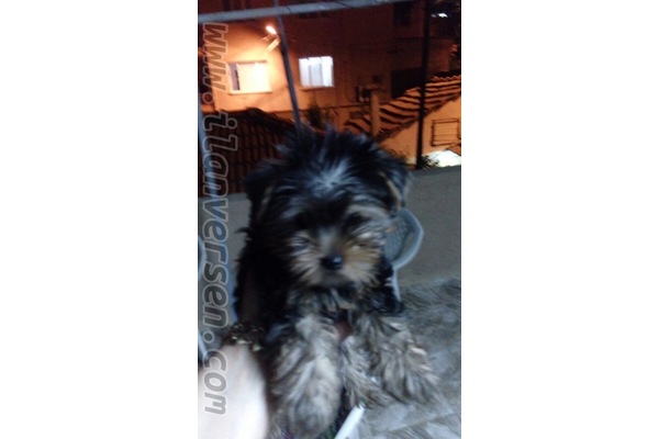 Yorkshire terrier Sahibinden 1000 TL
