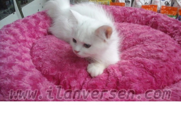 Chinchilla Sahibinden Hasanpaşa Mah.