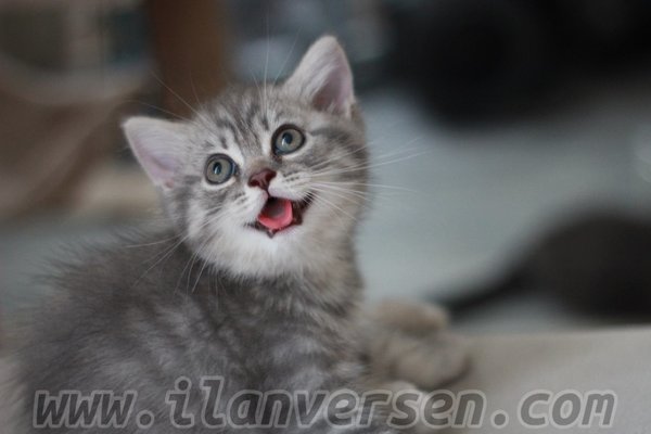British shorthair Dişi ve Erkek Abdurrahman Nafiz Gürman Mah.