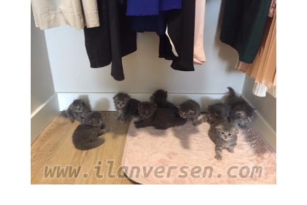 Scottish fold 0-3 Aylık Yenibosna Merkez Mah.