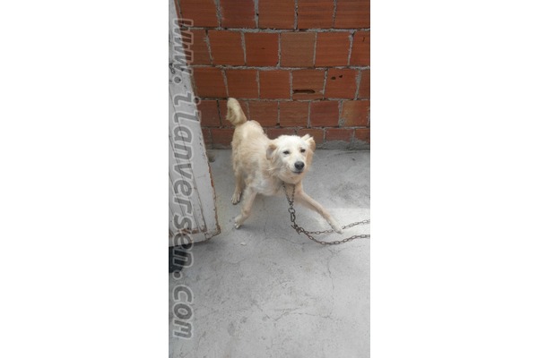 Diğer köpek ırkı Sahibinden Çamlık Mah.