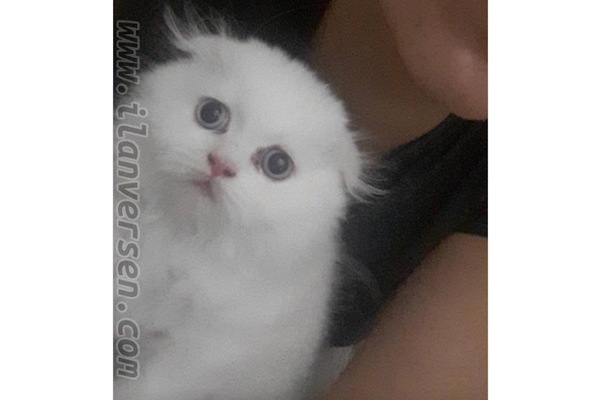 Scottish Fold oğlumuza yuva arıyoruz :)