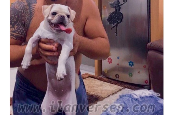 Pug Sahibinden Güzeloba Mah.