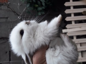 yeni zellanda tavşanı Silivri Kapı Mah. tavşan ilanı ver