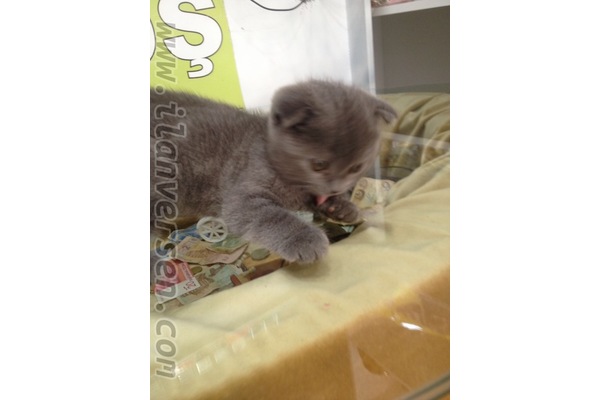 Scottish fold Erkek kedi