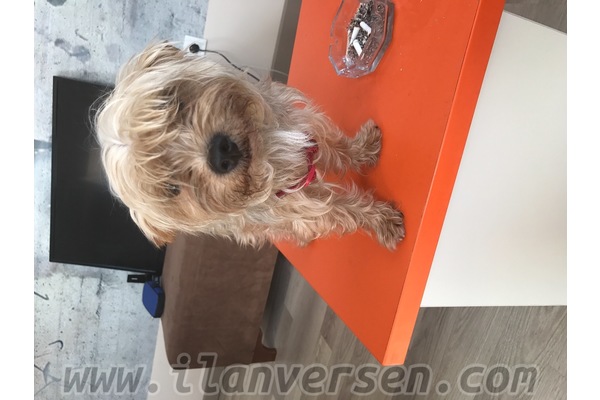Yorkshire terrier Sahibinden 0 TL