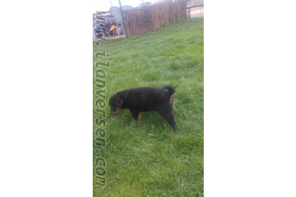 Rottweiler Aratol Bahçeli