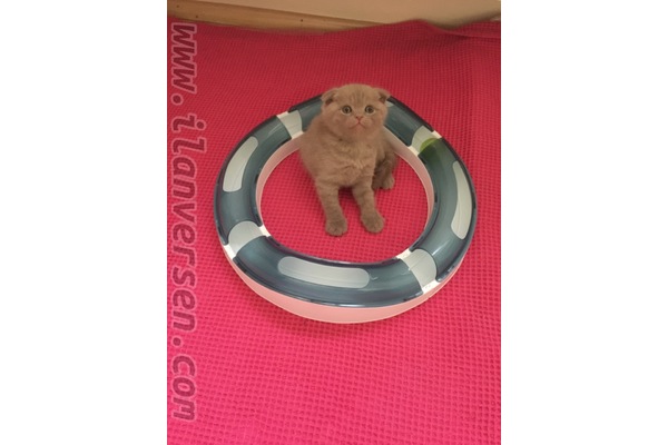 Hacı Saki Mah. kedi ilanı ver