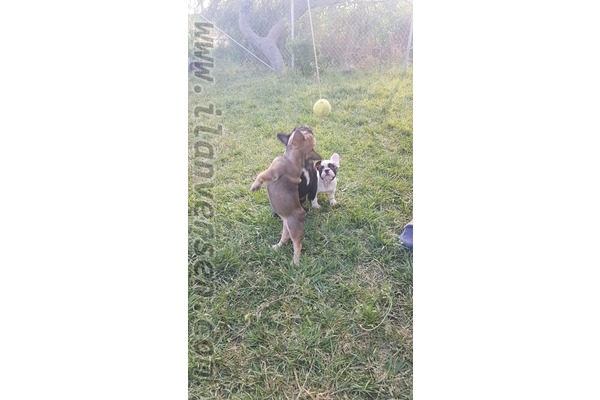 French bulldog Tersane Mah.