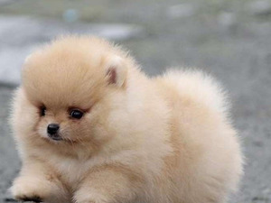  Pomeranian Dişi köpek
