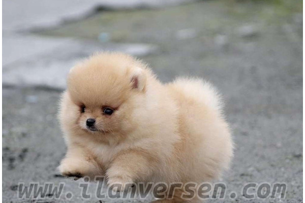 Pomeranian Dişi köpek
