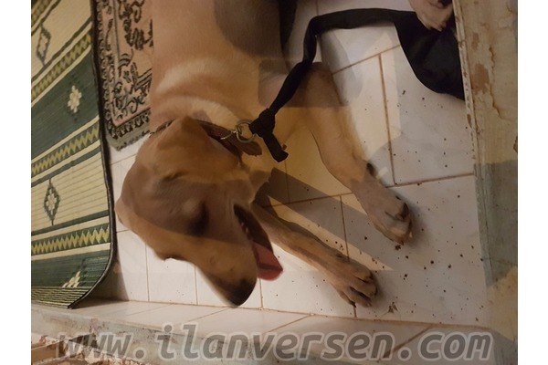 Konuksever Mah. hayvanlar fiyatları