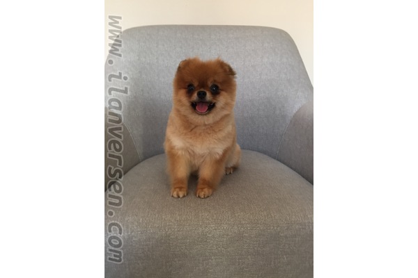 yaş 2 köpek Çengelköy Mah.