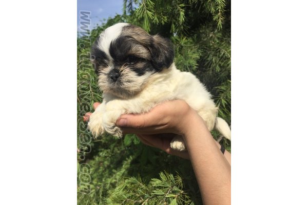 Altıntaş Mah. köpek ilanı