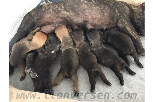 Barbaros Mah. köpek ilanları