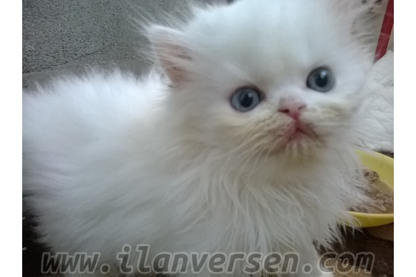 Cevizli Mah. kedi ilanı