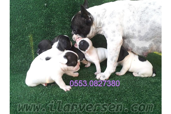 Işıklar Mah. French bulldog ilanları