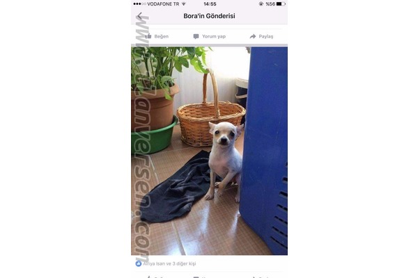 Aşılı Chihuahua