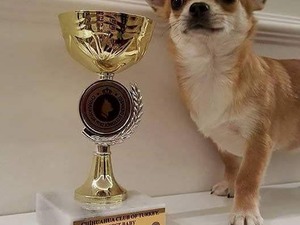 tır kupası köpek Chihuahua fiyatları