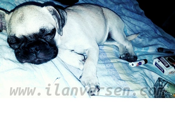 Beylikbağı Mah. köpek ilanları