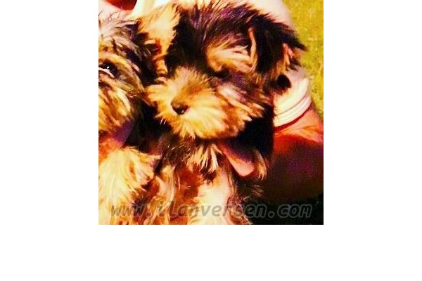 Yorkshire terrier 0 TL Beylikbağı Mah.