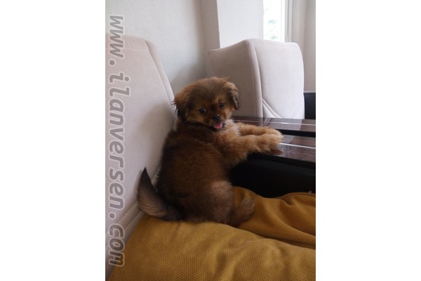 Orta Mah. köpek ilanı