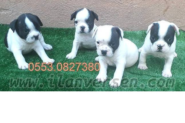 Işıklar Mah. French bulldog ilanları