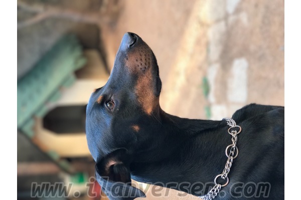 Doberman 0 TL Küplüce Mah.