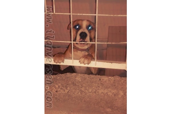 Merve Mah. köpek ilanları