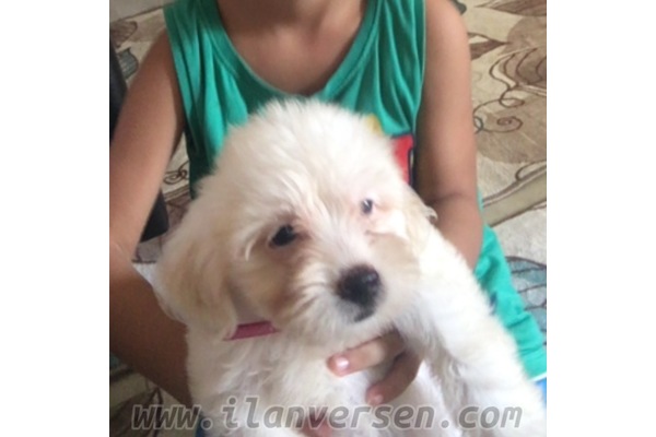 köpek Malta terrier fiyatları
