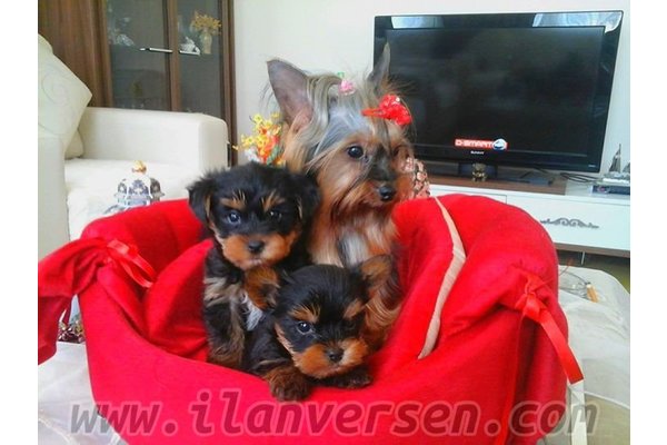 Yorkshire terrier Özel üretim