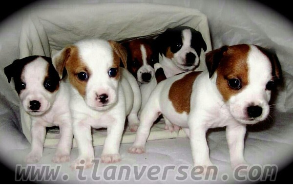 Cane corsa yaş 0-3 Aylık İnceler Bld.