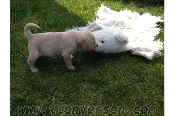 Golden retriever 500 TL Meşeli Köyü