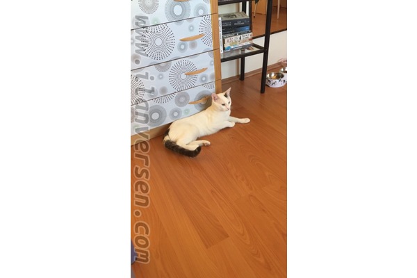 Melez kedi Gölbaşı