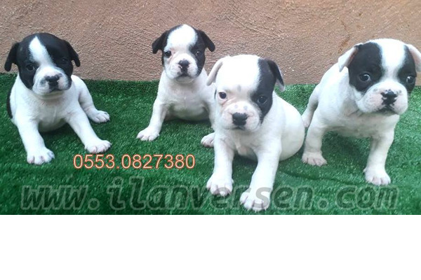 French bulldog Gürpınar Mah.