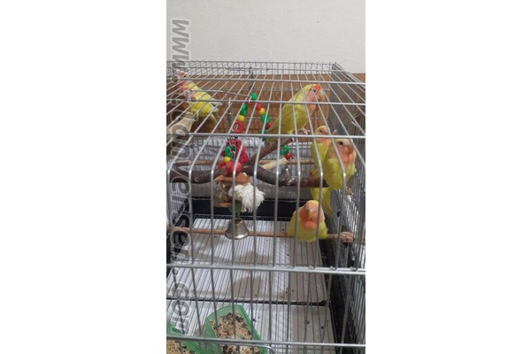 Cennet papağanı ilanı