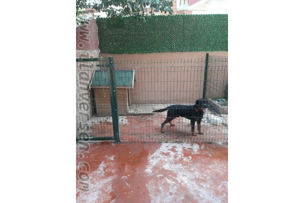 Orjinal macar