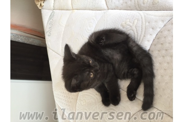 British shorthair Sahibinden Çiğdem Mah.