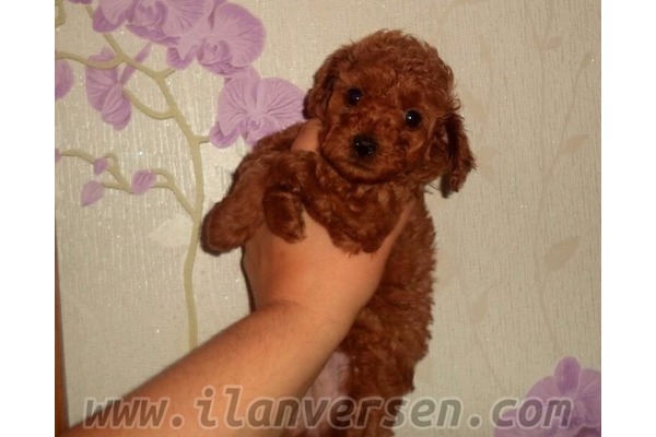 Çengelköy Mah. köpek ilanı ver