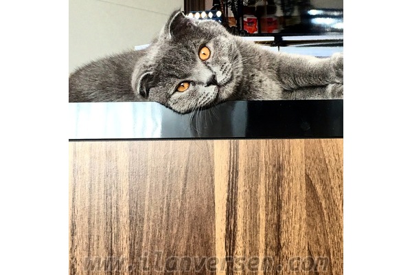 Adnan Kahveci Mah. kedi ilanı ver