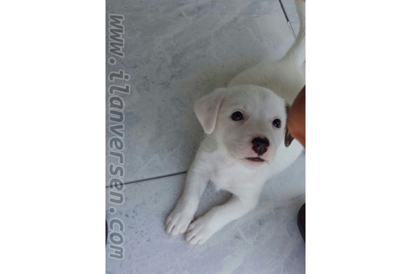 Jack Russel terrier Sahibinden Bademli Mah.