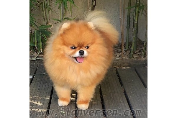 Pomeranian yaş 1 Şenlikköy Mah.